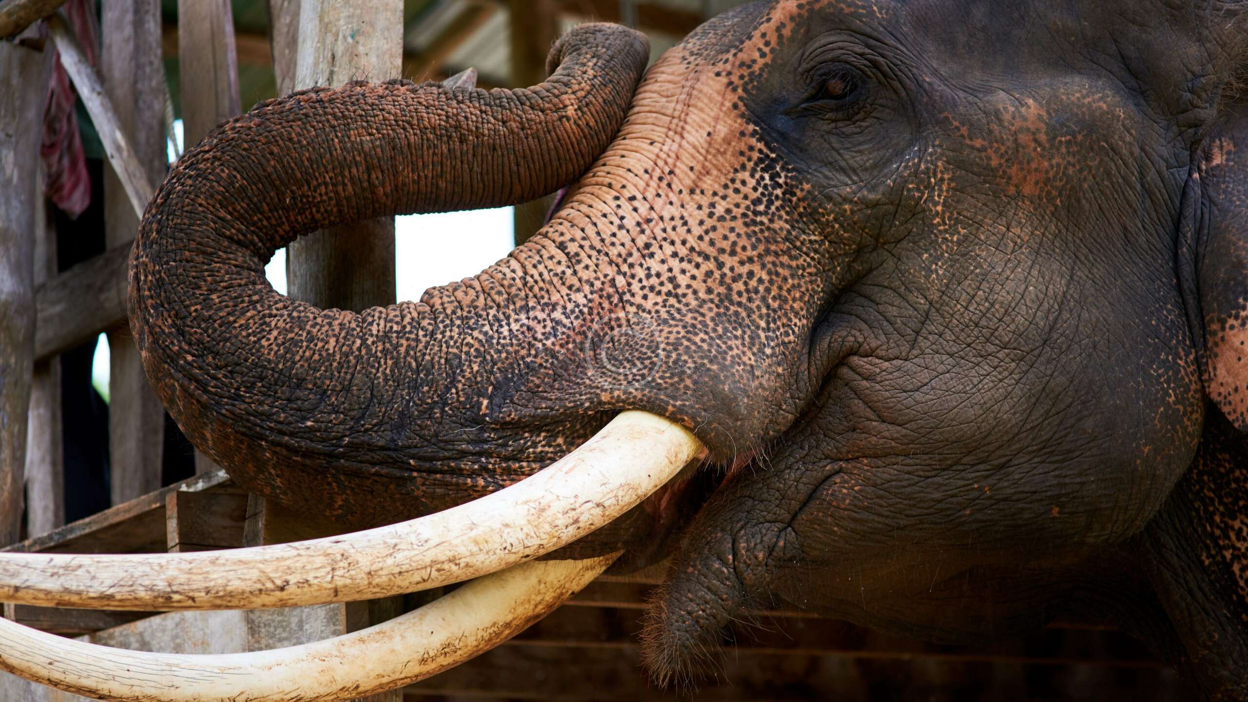 Donate for Elephants