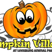 www.pumpkinfestleesburg.com